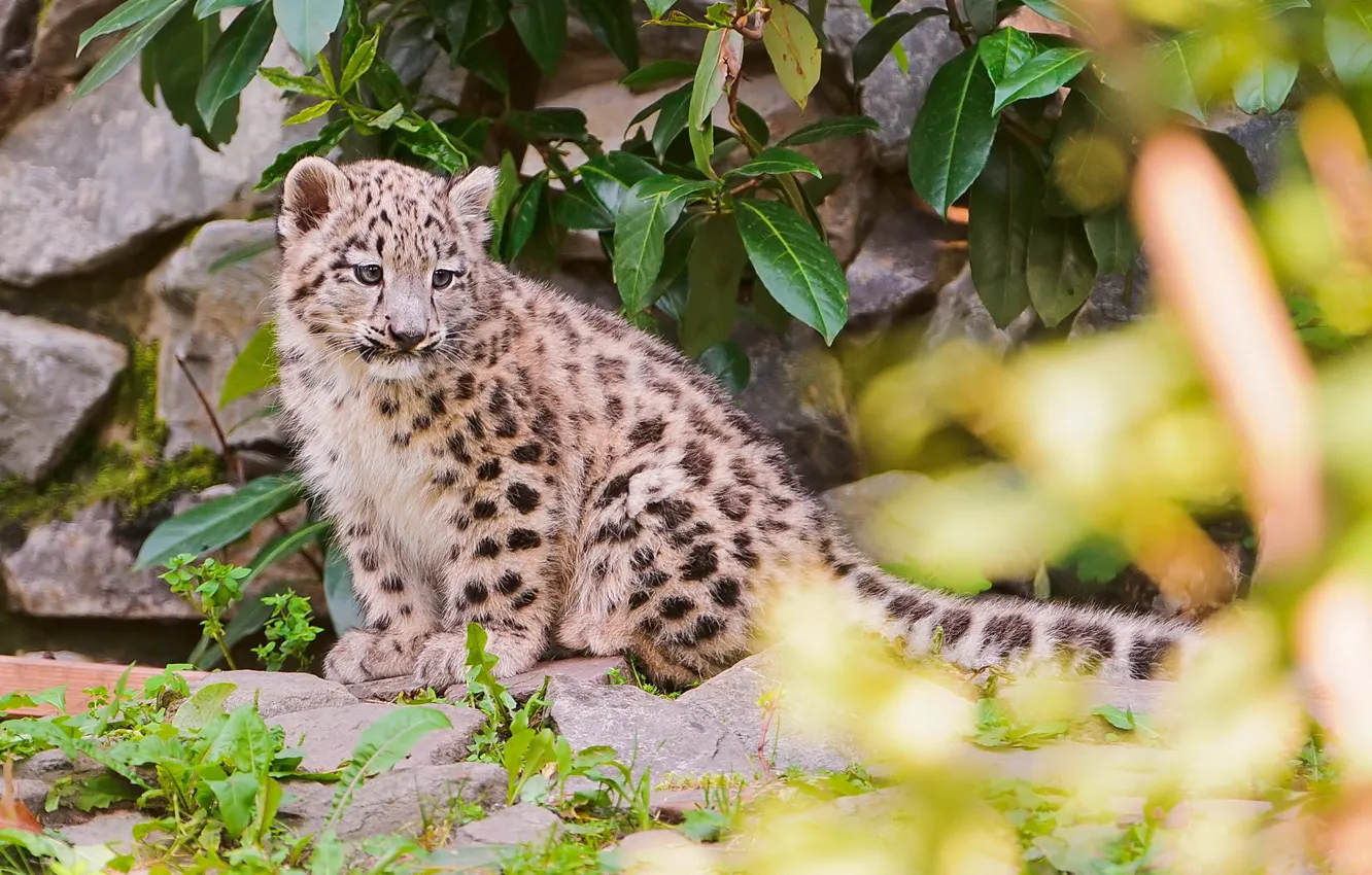 Photo wallpaper stones, foliage, blur, IRBIS, snow leopard, snow leopard, kitty