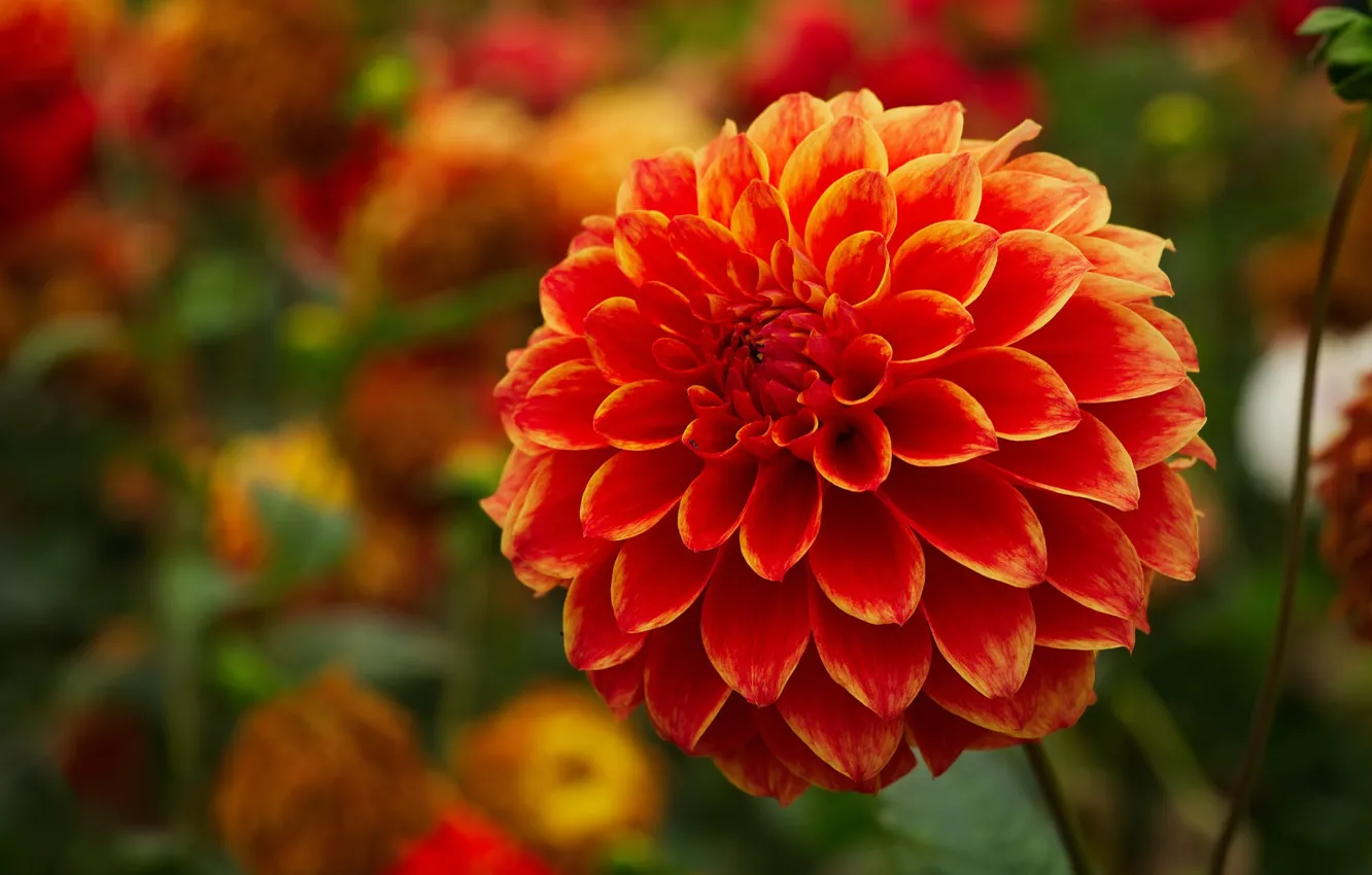 Photo wallpaper flowers, orange, dahlias