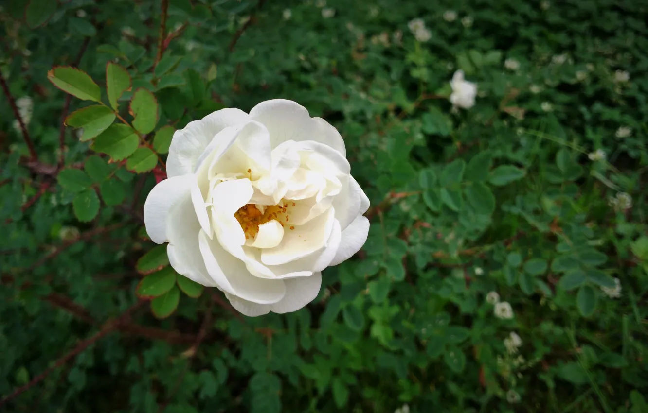 Photo wallpaper flower, rose Bush, white rose, shrub rose