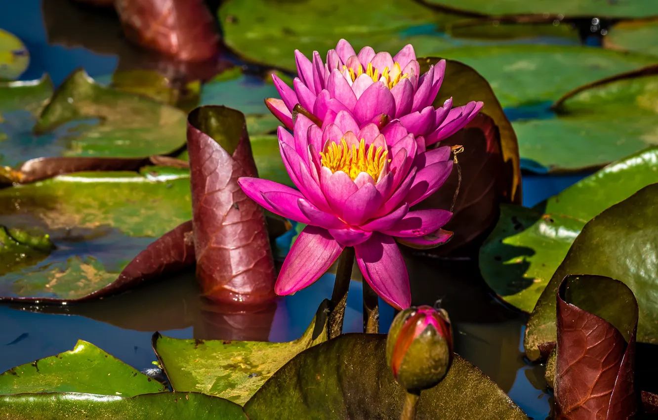 Photo wallpaper leaves, flowers, lake, pond, pink, water lilies, pond, nymphs