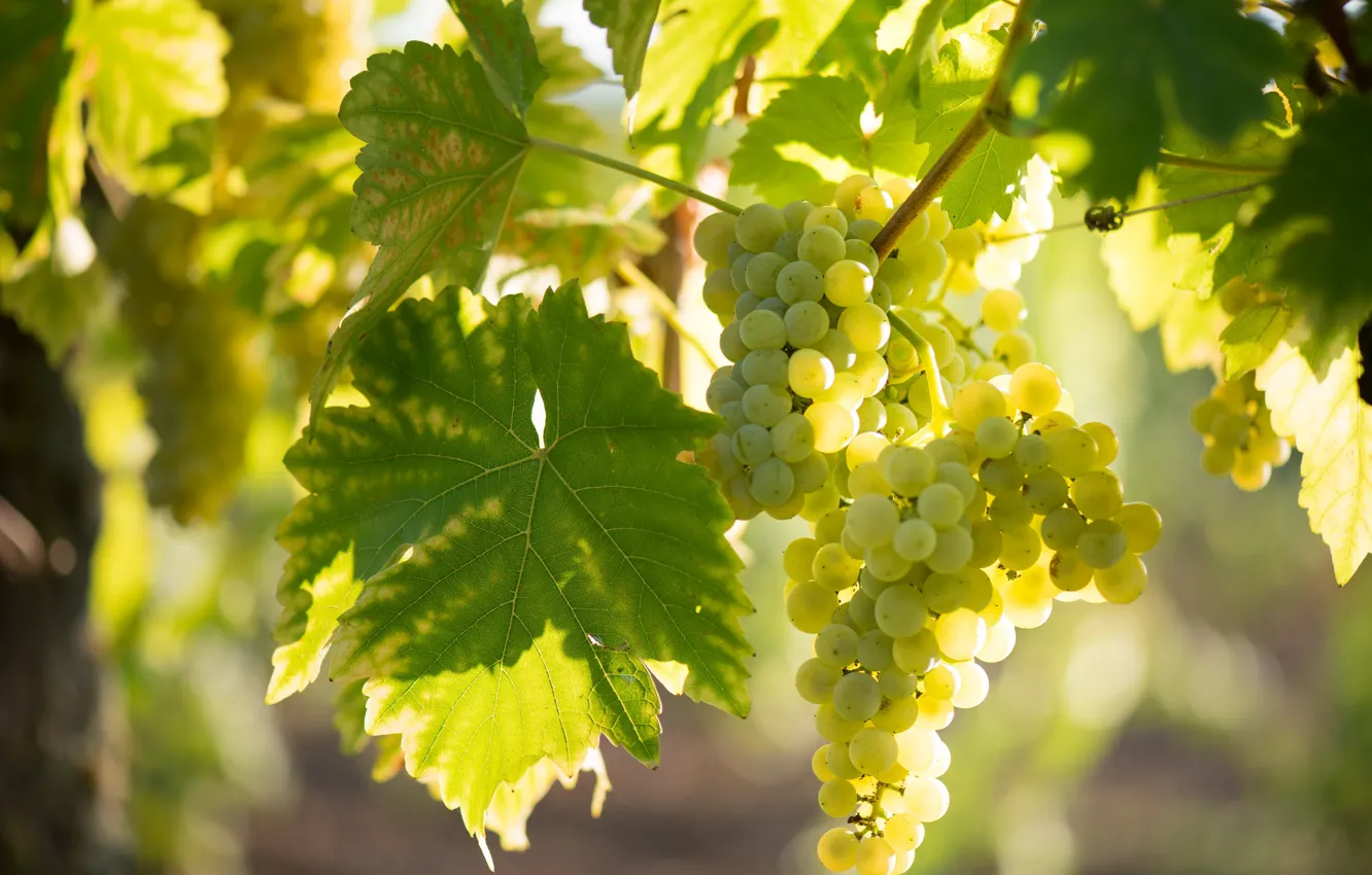 Photo wallpaper foliage, grapes, bunch, vineyard