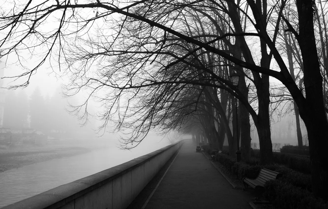 Photo wallpaper trees, fog, black and white, monochrome, Vladikavkaz, Batraz Tabuev, park named after Kosta Khetagurova