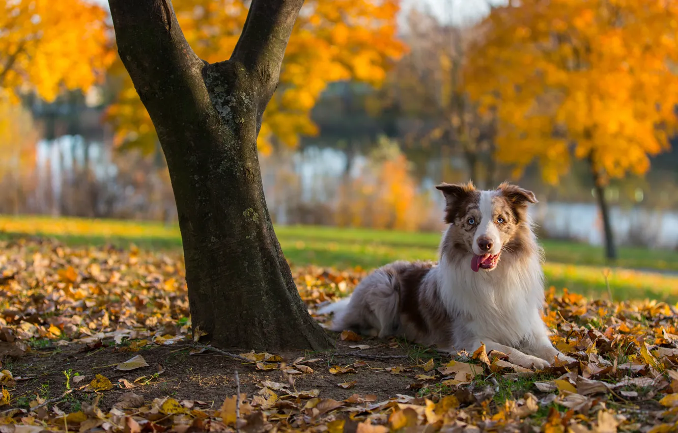 Photo wallpaper autumn, language, look, light, trees, nature, pose, Park