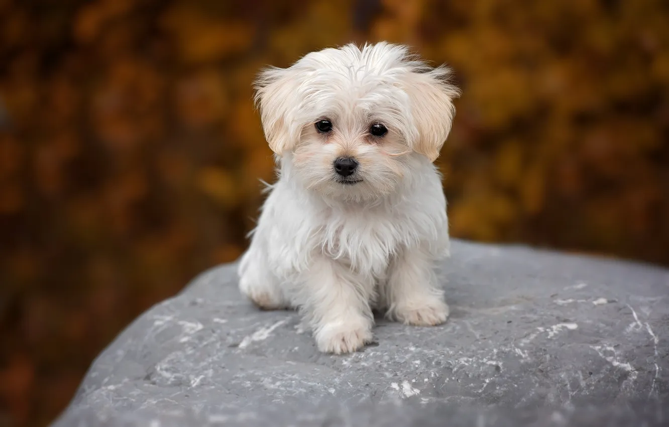 Photo wallpaper white, puppy, dog, sweet