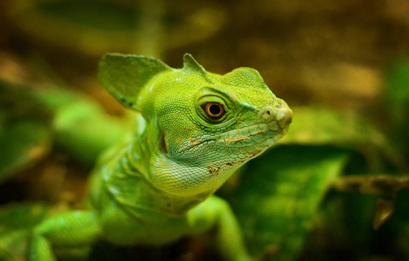 Photo wallpaper macro, green, lizard