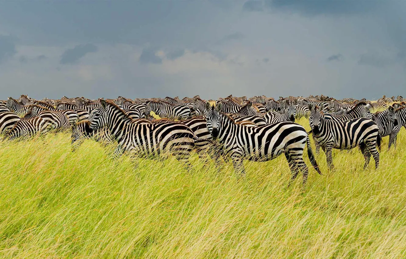 Photo wallpaper Savannah, Africa, the herd, Zebra, Tanzania, Serengeti national Park