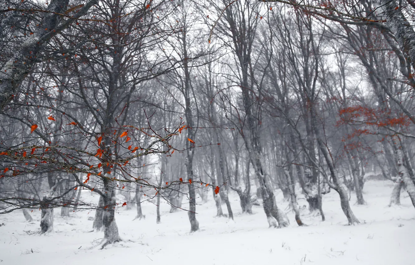 Photo wallpaper winter, forest, leaves, trees