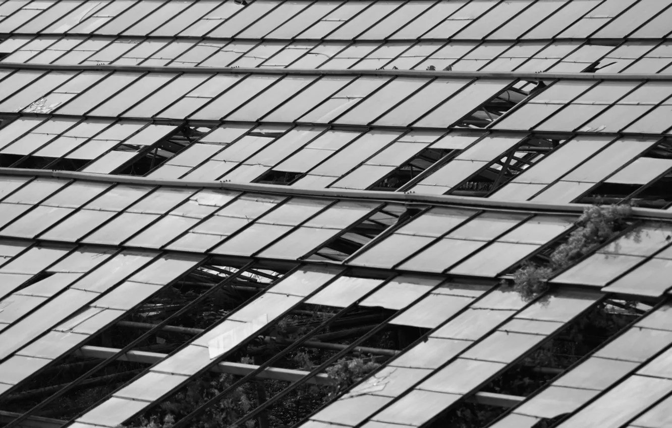 Photo wallpaper green, windows, glass, house, white, grass, black, vintage