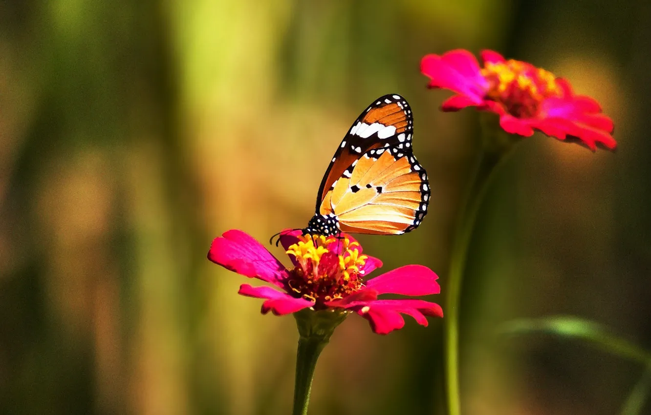 Photo wallpaper flowers, butterfly, color