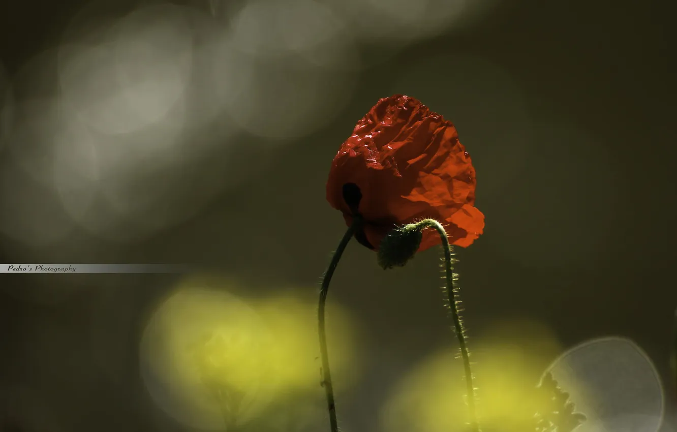 Photo wallpaper macro, flowers, red, nature, Mac