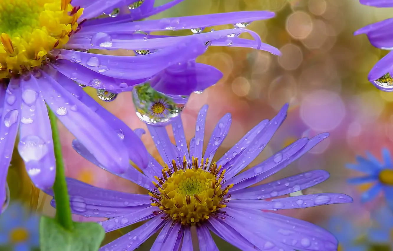 Photo wallpaper macro, flowers, nature