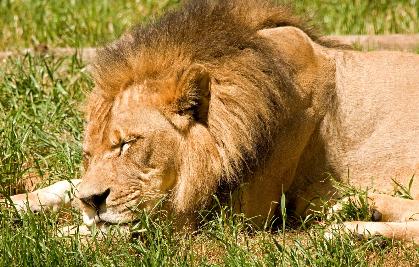 Photo wallpaper cat, grass, face, the sun, stay, sleep, Leo