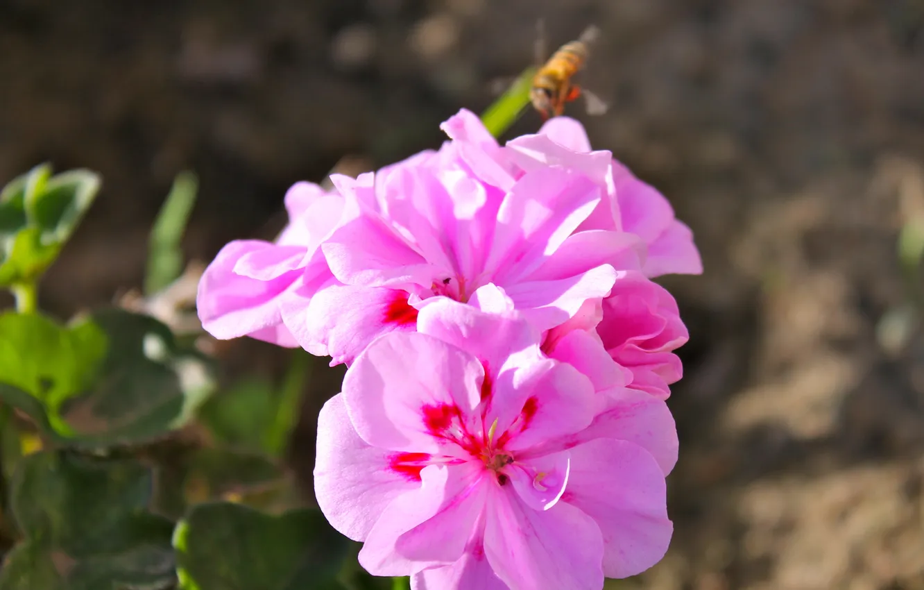 Photo wallpaper macro, nature, bee, pink flowers