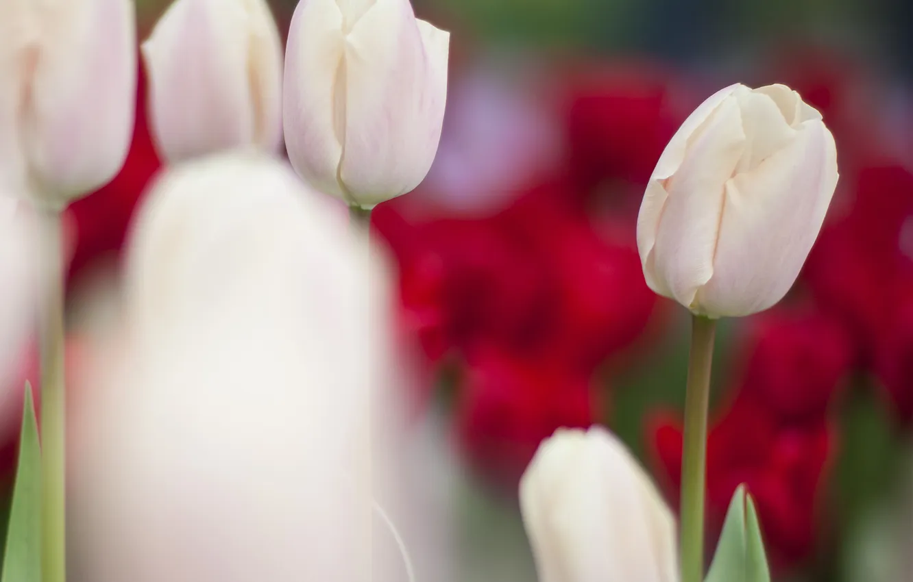 Photo wallpaper focus, blur, tulips, white, buds