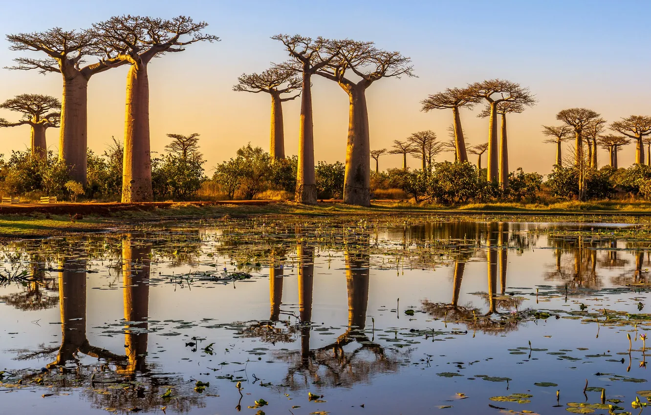 Photo wallpaper Sunset, pond, Sunset, the reflection in the water, Madagascar, Madagascar, Baobab Alley, Avenue Baobabs