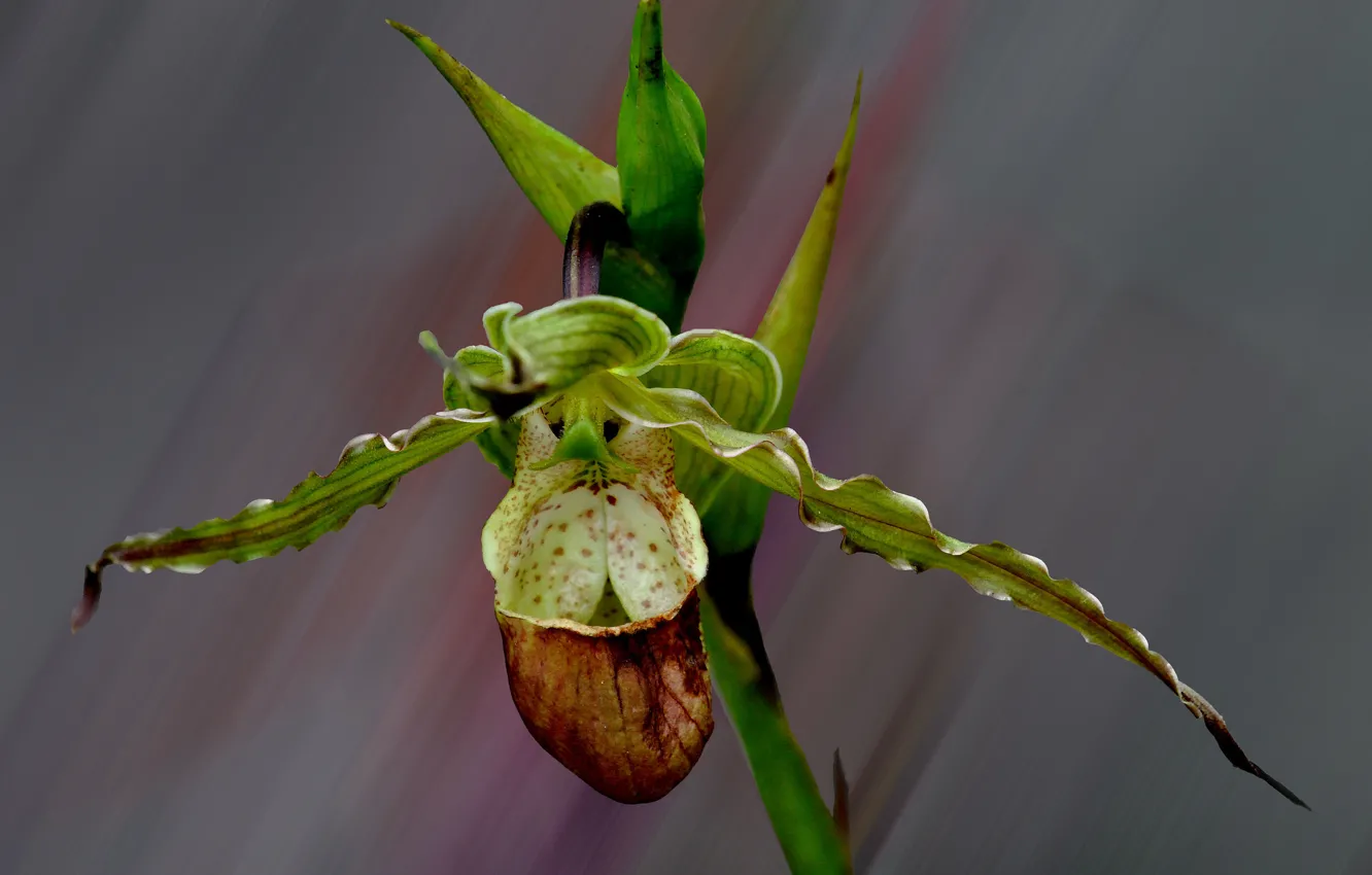 Photo wallpaper flowers, nature, petals, exotic