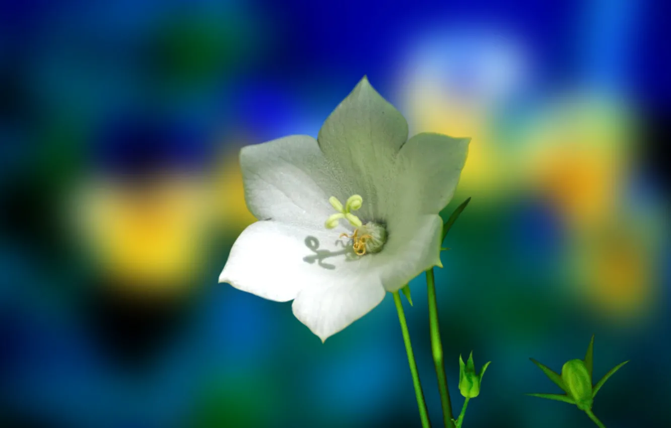 Photo wallpaper flower, nature, plant, petals