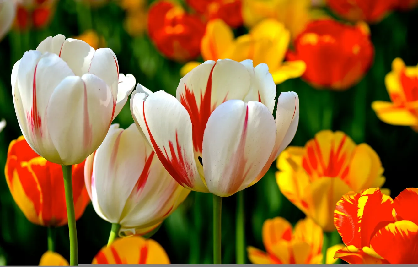 Photo wallpaper flowers, nature, spring, tulips