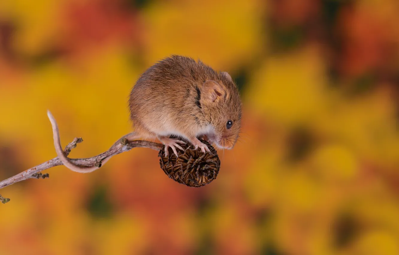 Photo wallpaper autumn, background, mouse, mouse