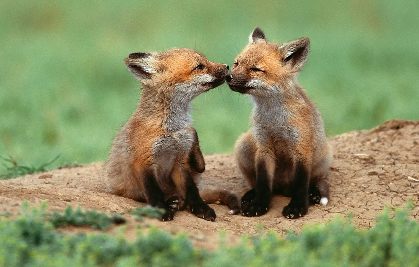 Photo wallpaper fox, animals, two, wildlife