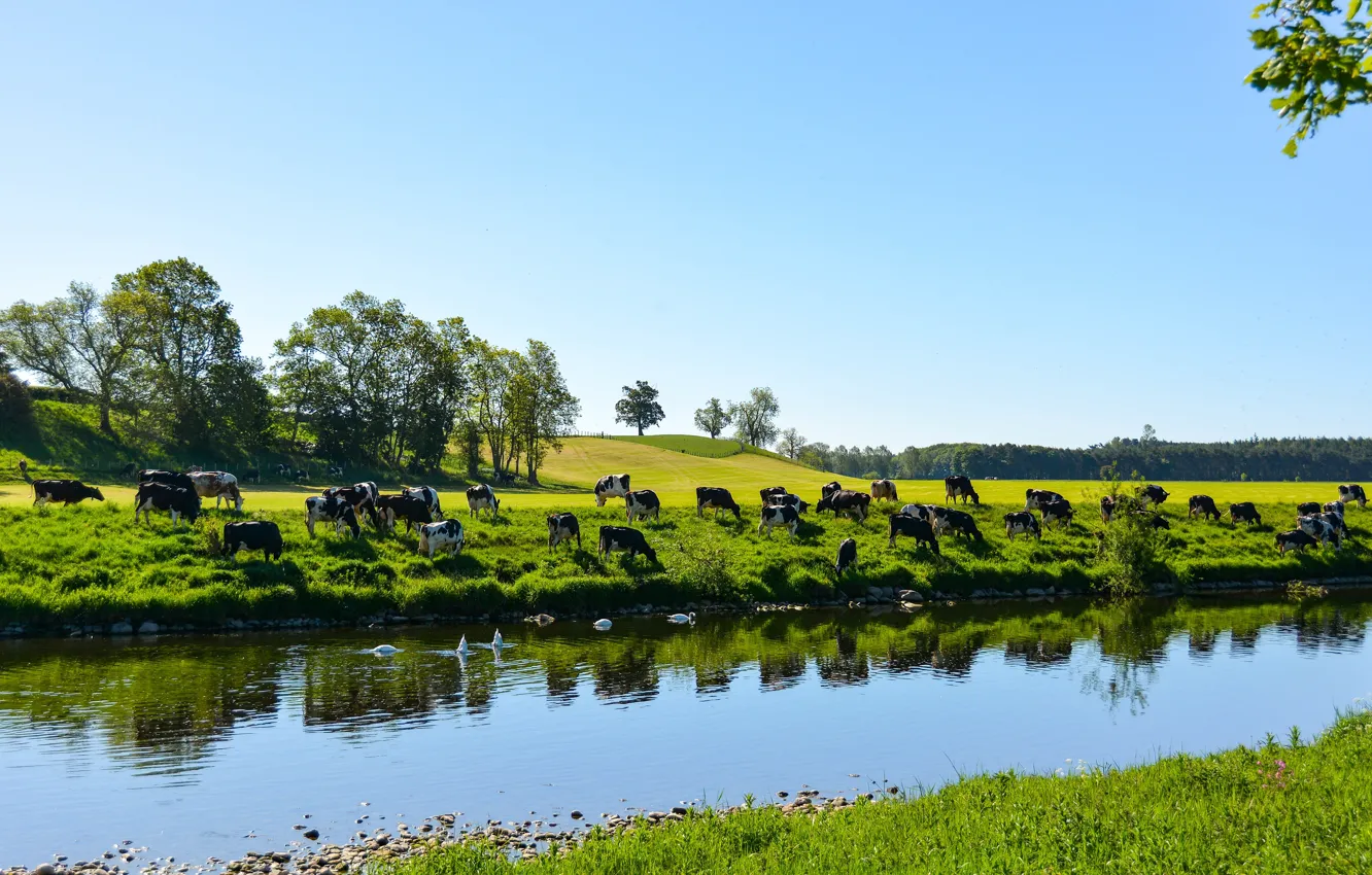 Photo wallpaper greens, field, river, shore, spring, cows, pasture, meadow