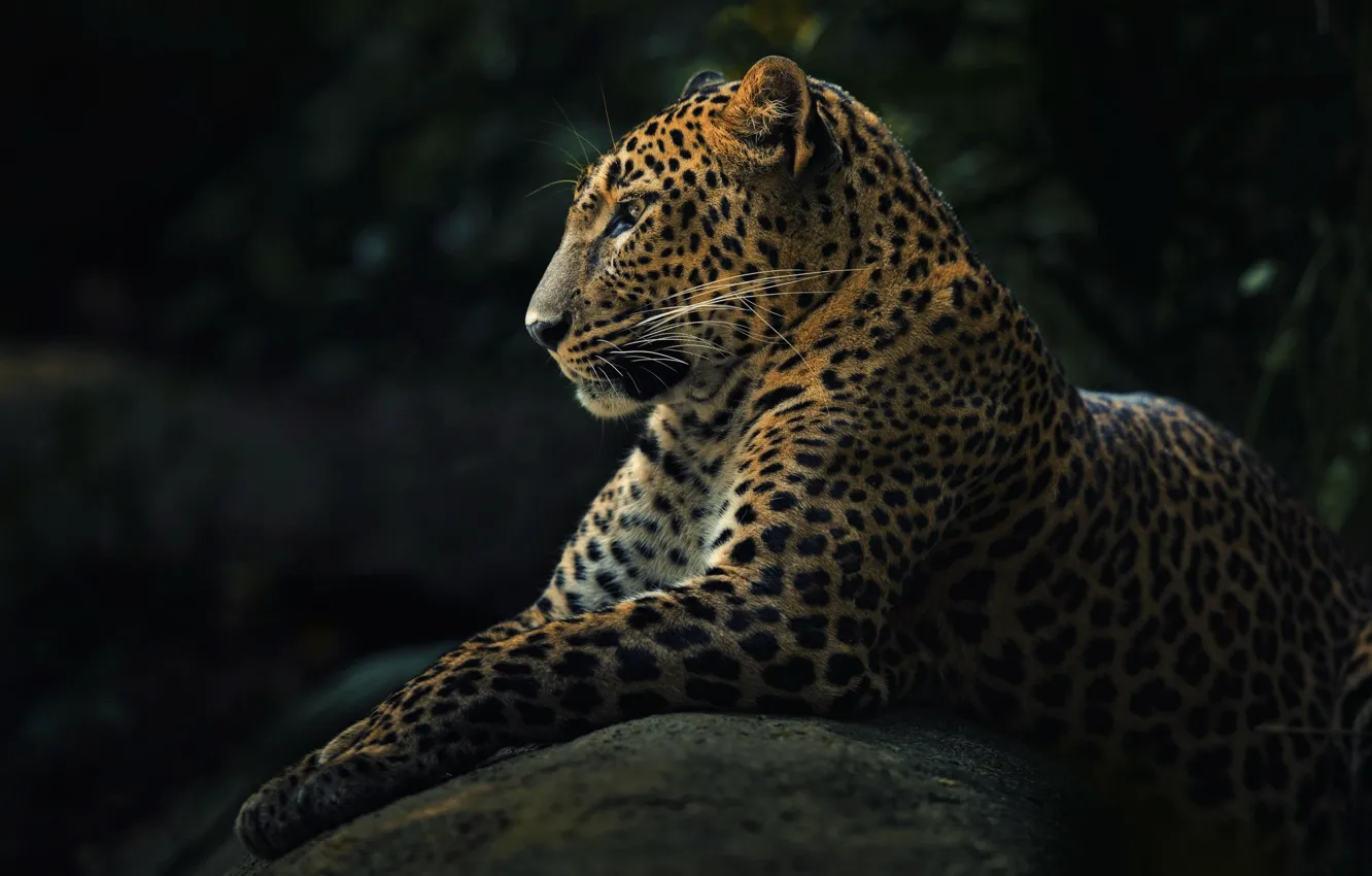 Photo wallpaper animal, predator, leopard, panthera pardus