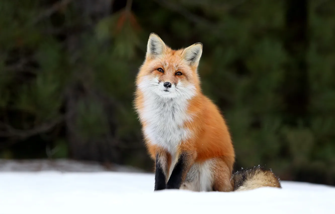 Photo wallpaper forest, snow, Fox, Fox