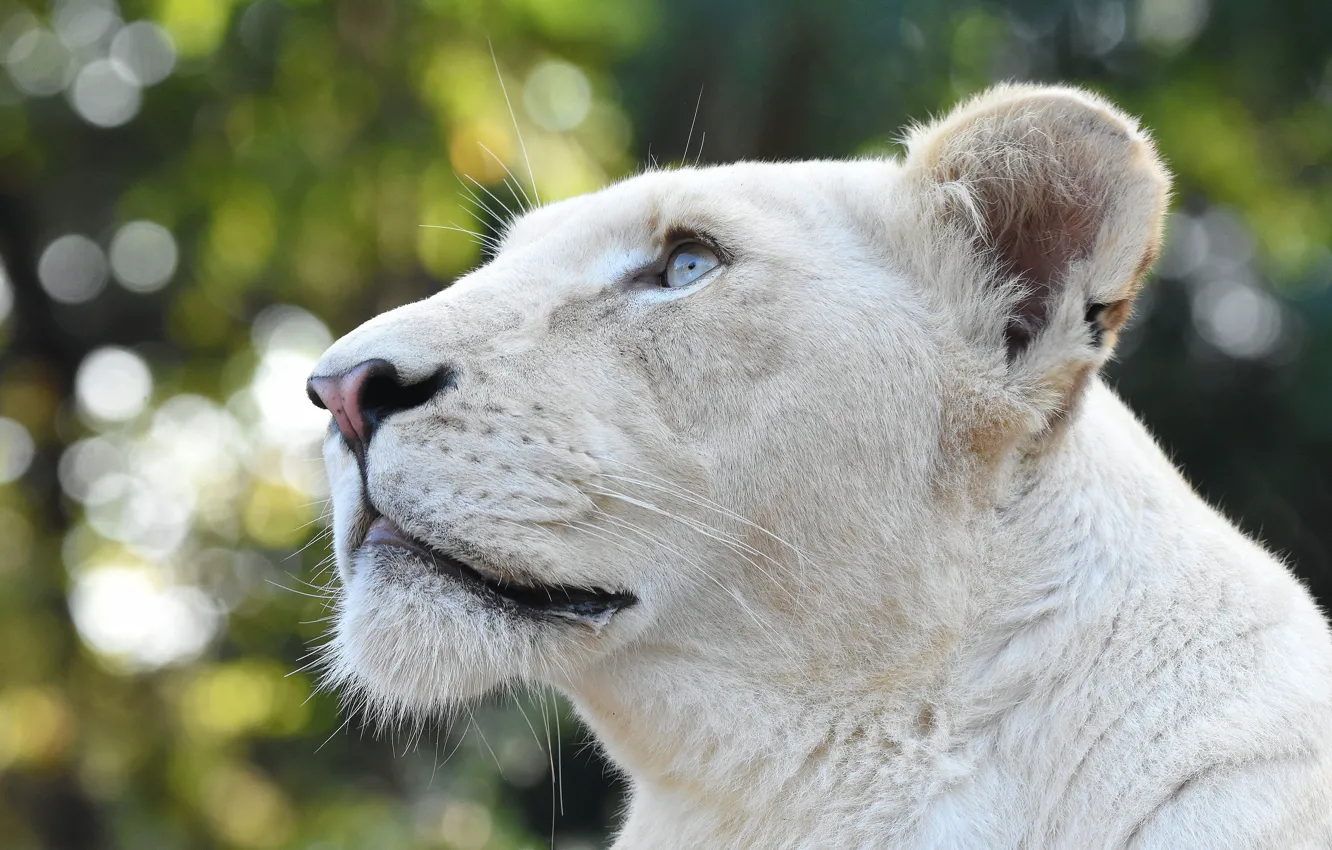 Photo wallpaper white, look, face, portrait, profile, blue eyes, lioness