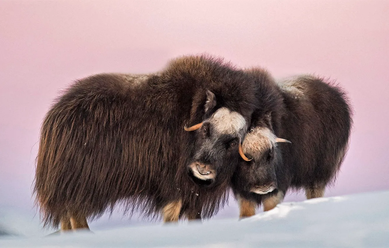 Photo wallpaper horns, nature, snow, Norway, cold, Tundra, outdoors, musk ox