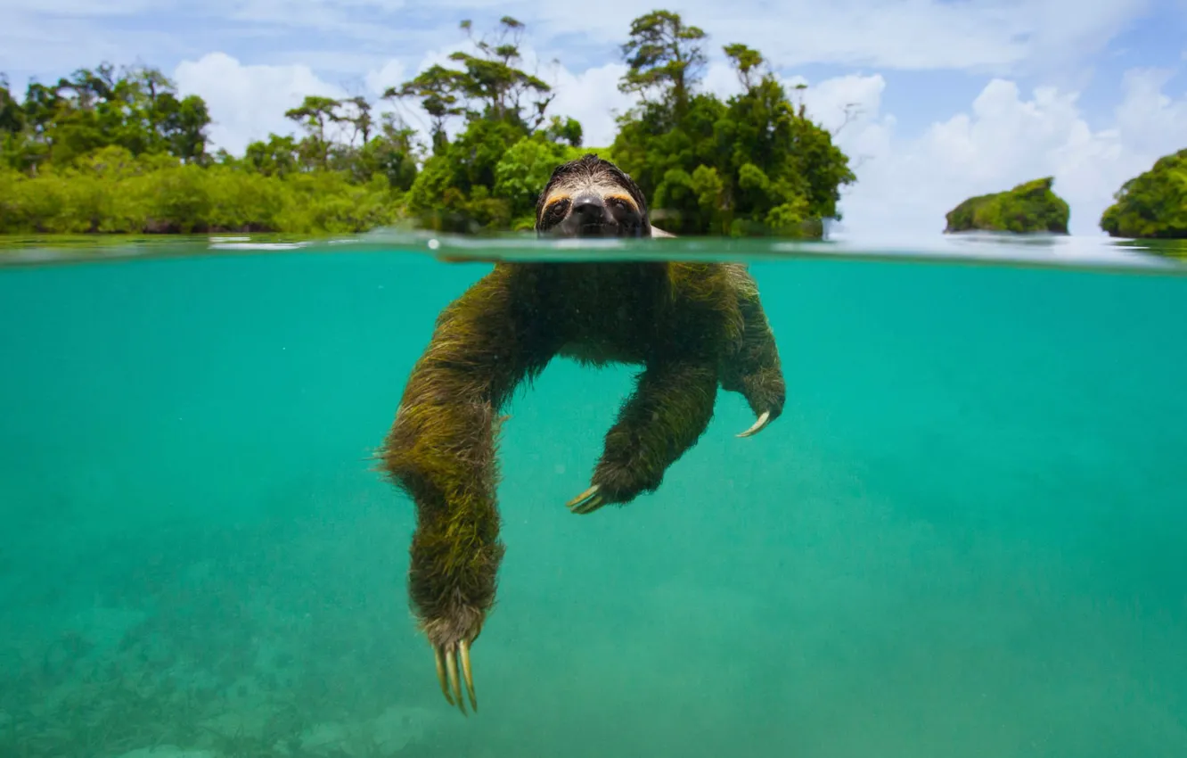 Photo wallpaper mammal, Panama, the island of Escudo de Veraguas, pygmy sloth