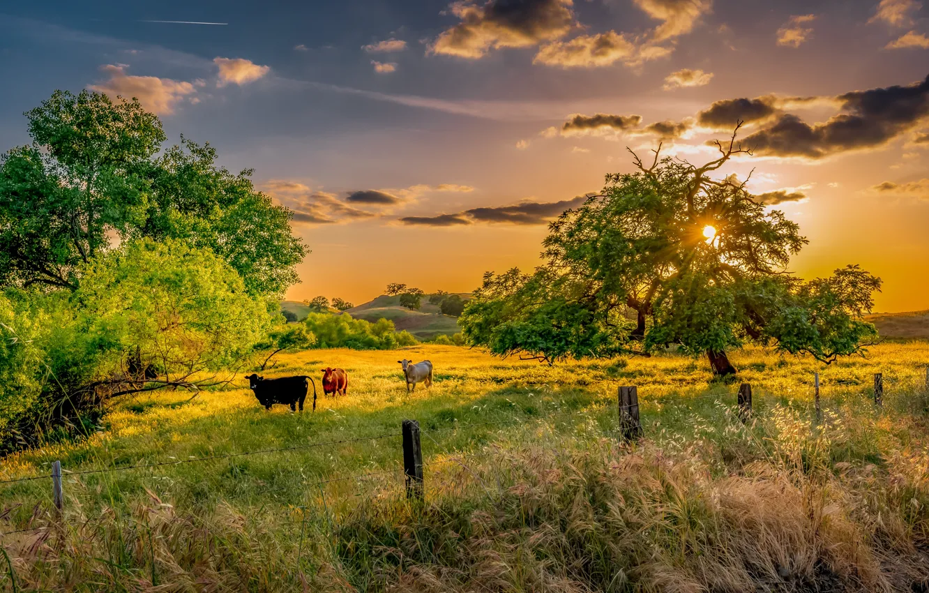 Photo wallpaper field, trees, cows, pasture