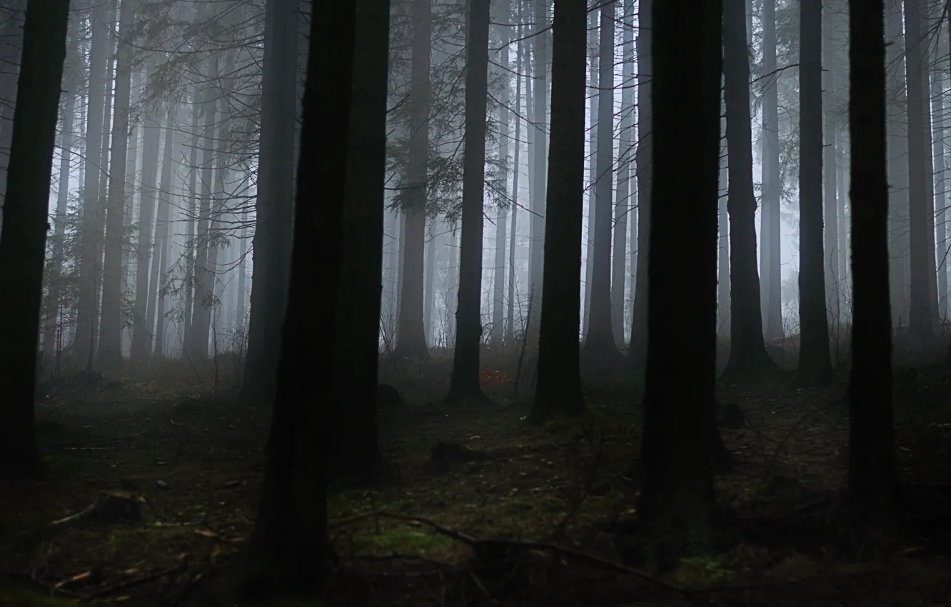 Photo wallpaper forest, trees, nature, fog