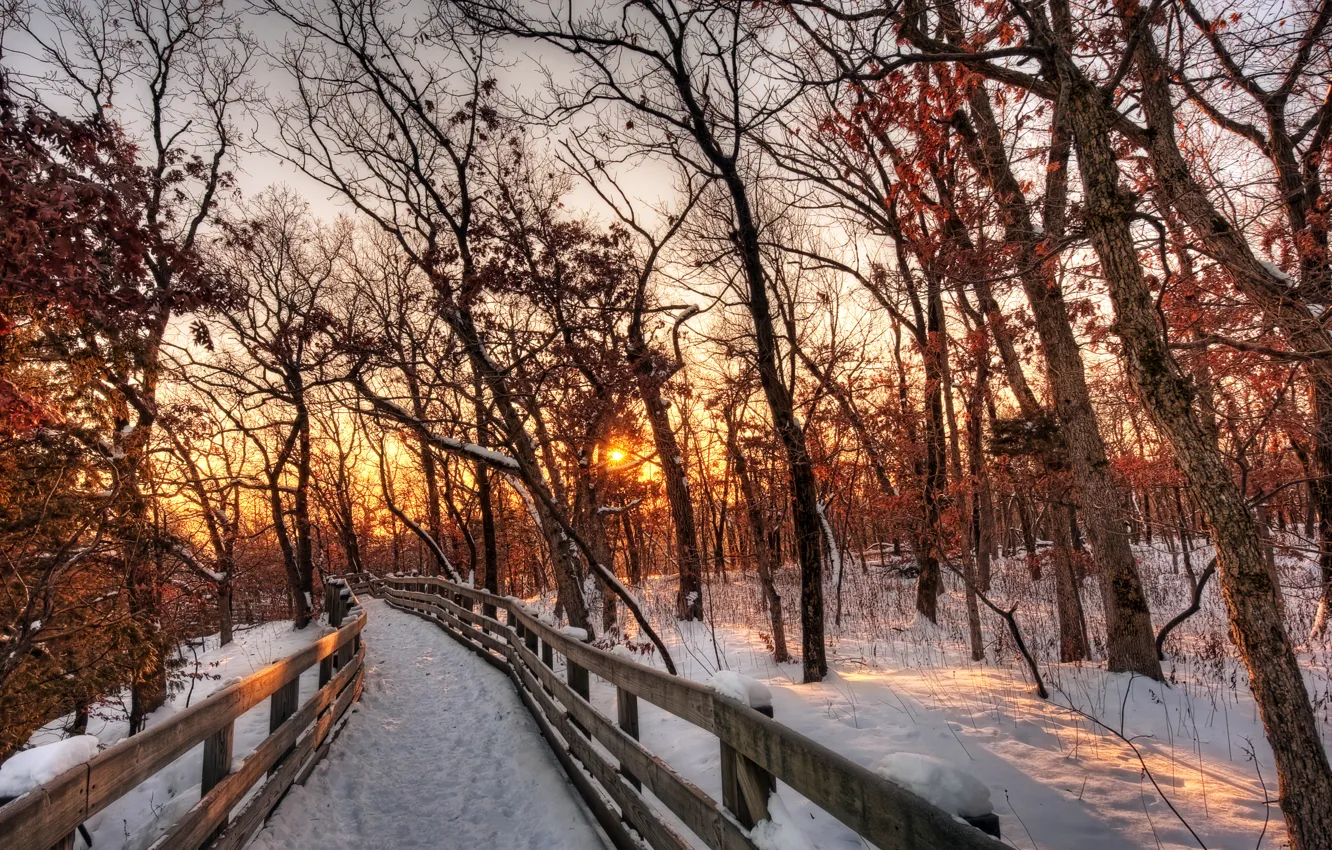 Photo wallpaper winter, forest, the sky, the sun, clouds, snow, trees, landscape
