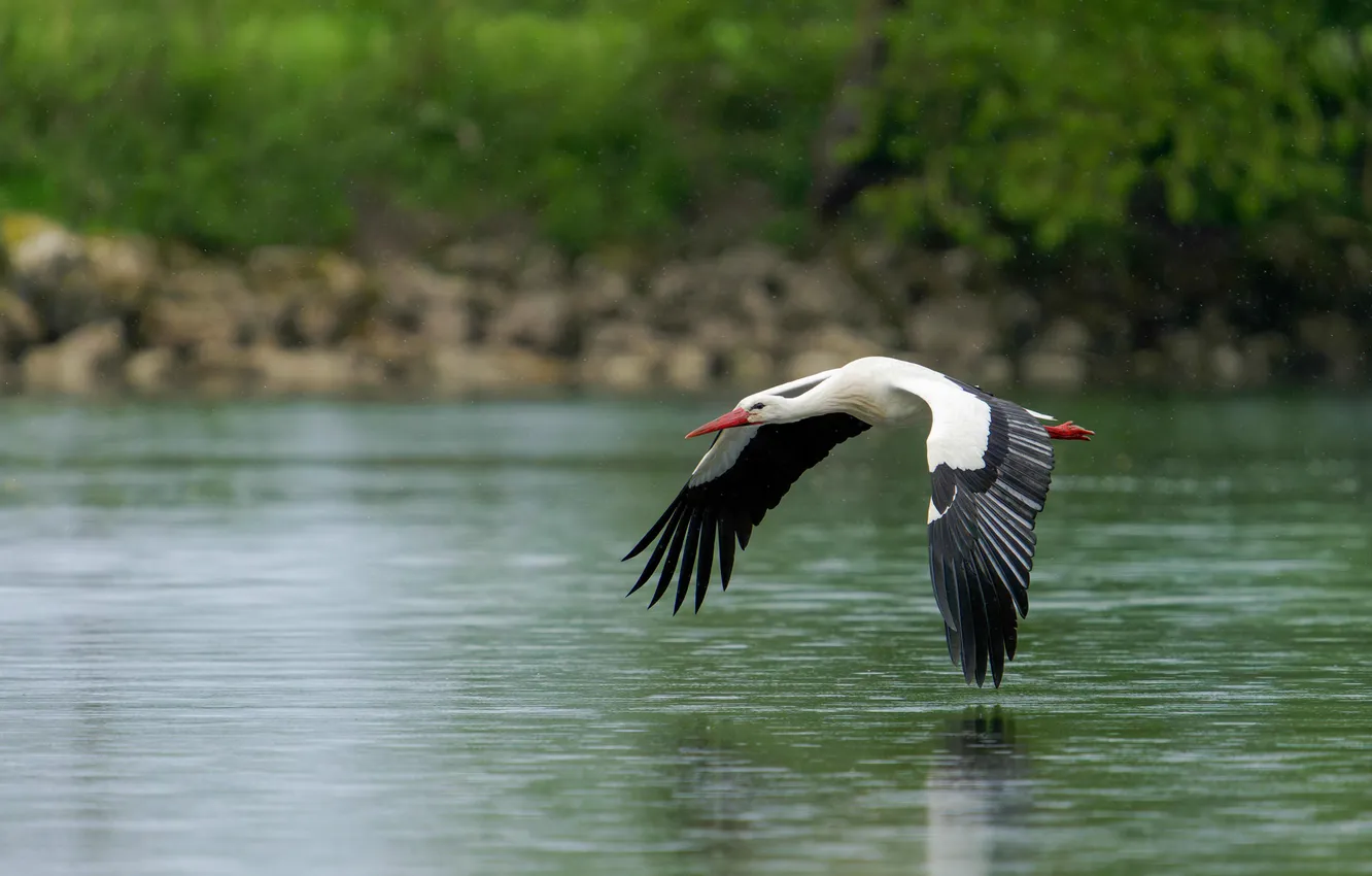 Photo wallpaper flight, nature, bird, shore, stork, pond, wingspan
