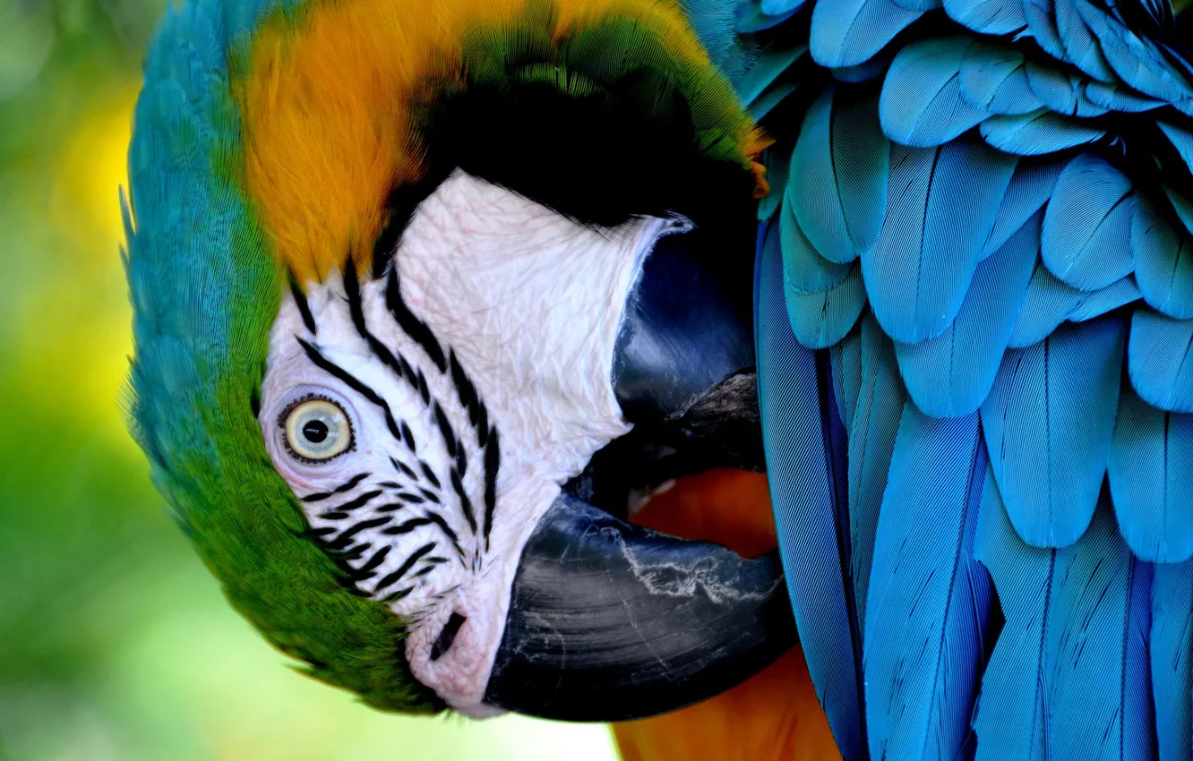 Photo wallpaper bird, feathers, beak, parrot, blue-and-yellow macaw