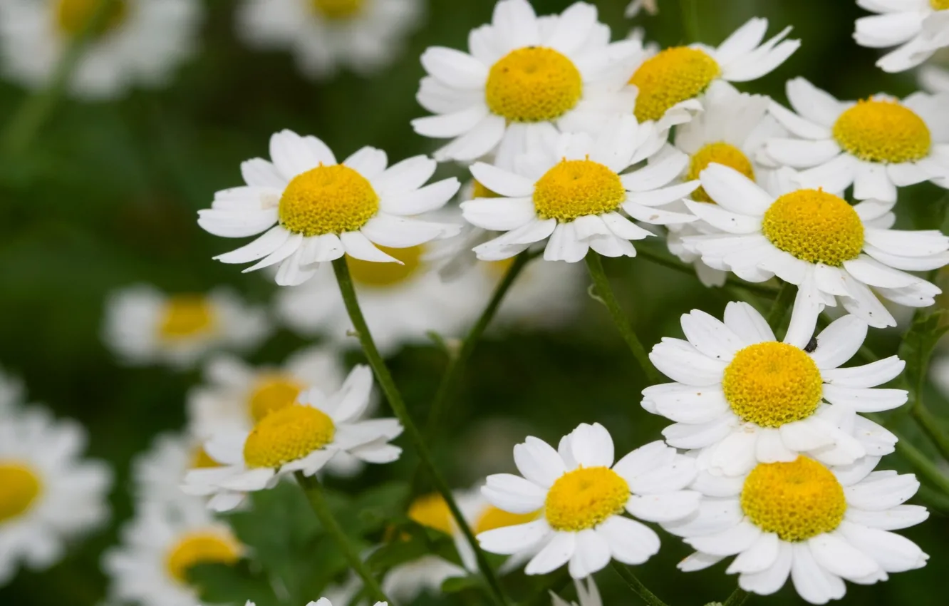 Photo wallpaper chamomile, the sun, loves me - loves me not
