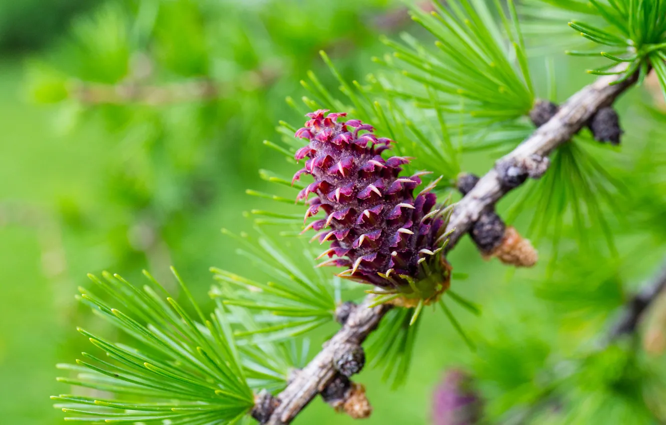 Photo wallpaper greens, branches, spring, needles, bumps, coniferous, larch