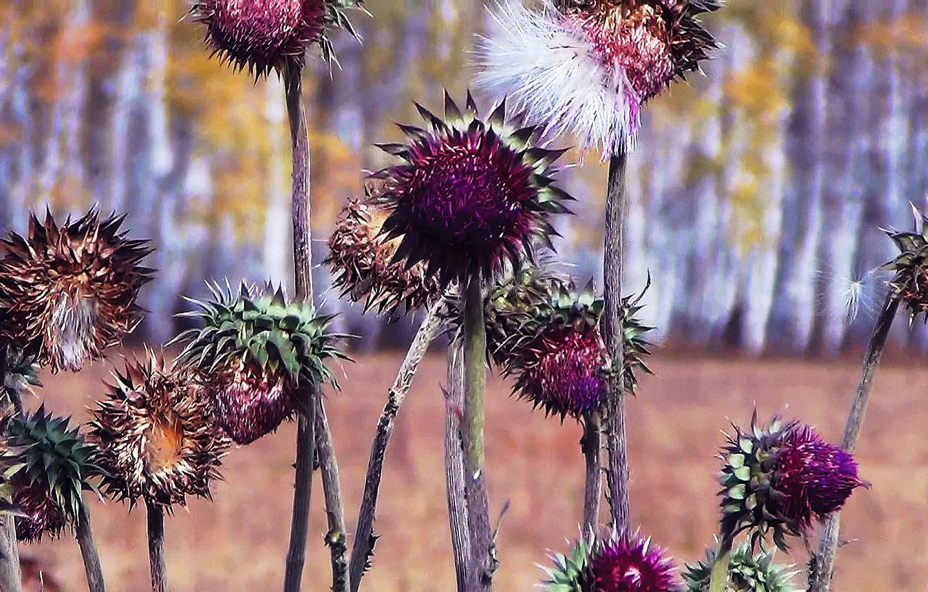 Photo wallpaper autumn, grass, nature, barb, milk Thistle, Thistle