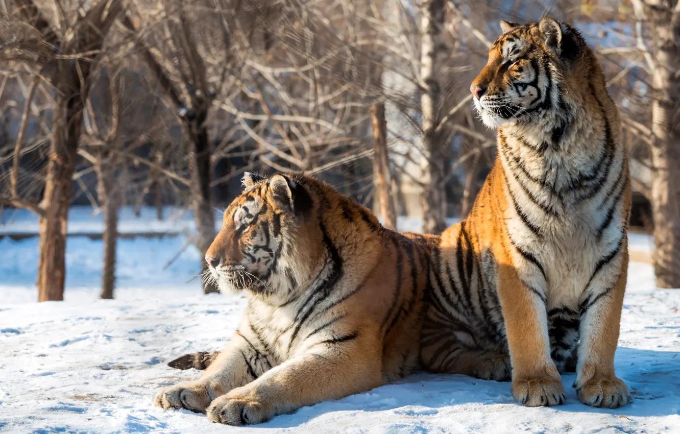 Photo wallpaper winter, the sun, snow, trees, tiger, predator, two, bokeh