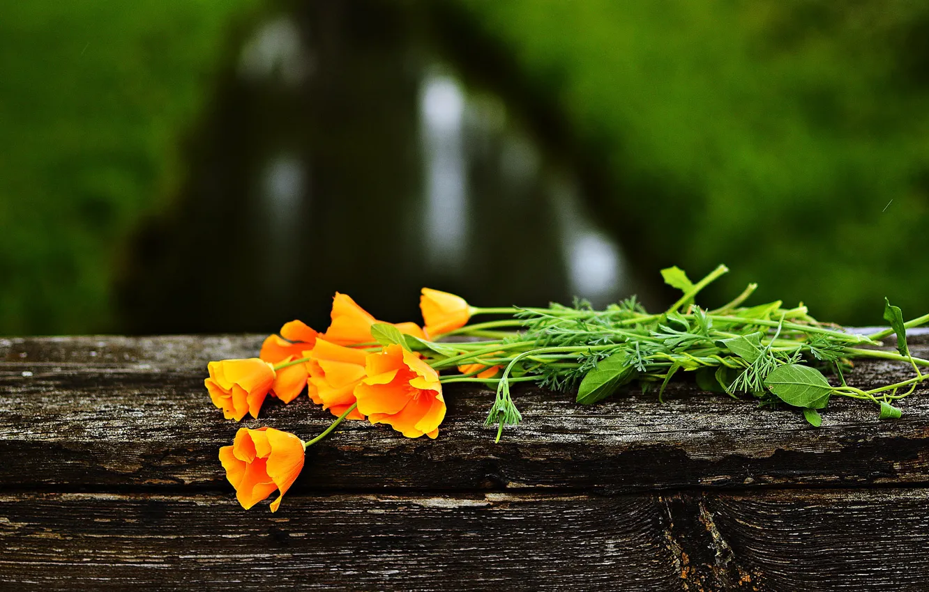Photo wallpaper flowers, orange, bouquet, Escholzia