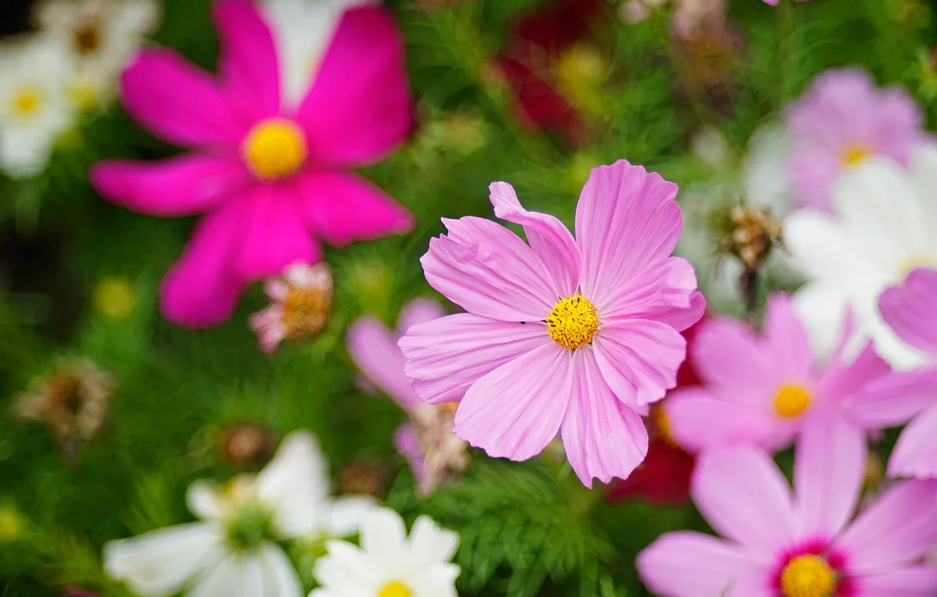 Photo wallpaper space, flowers, garden, pink, white, green background, lilac, bokeh