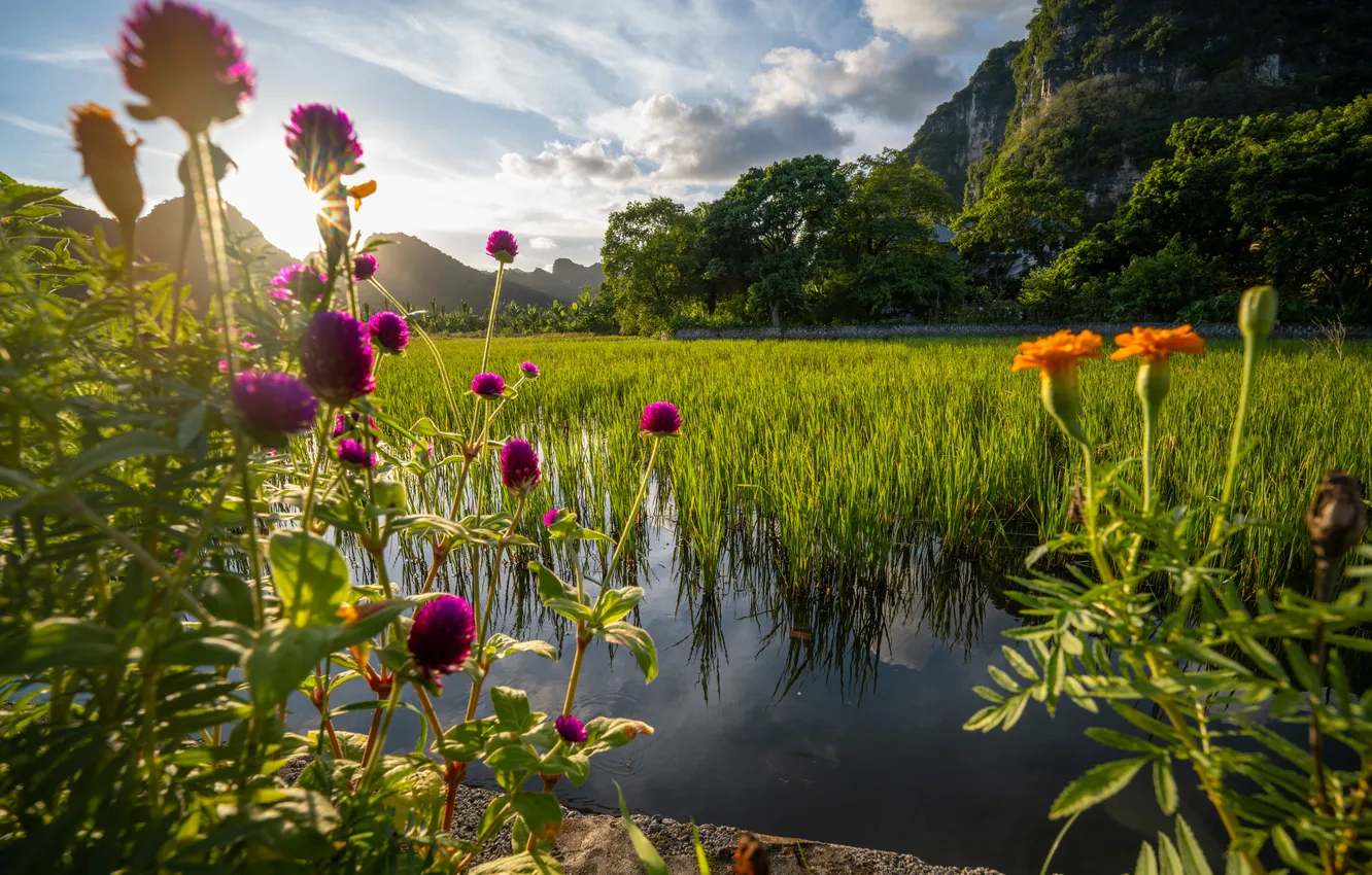 Photo wallpaper field, figure, Vietnam