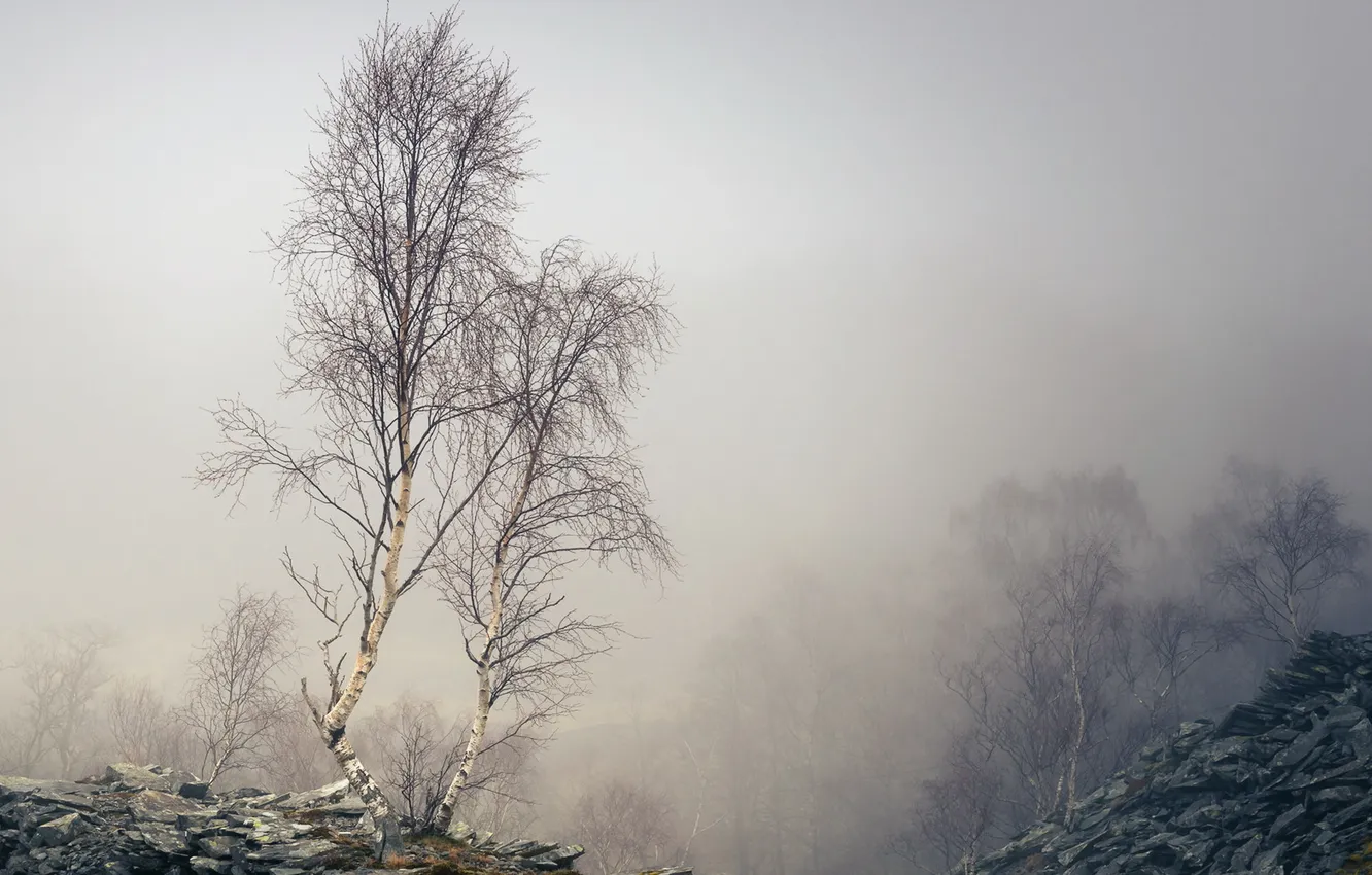 Photo wallpaper mountains, fog, birch