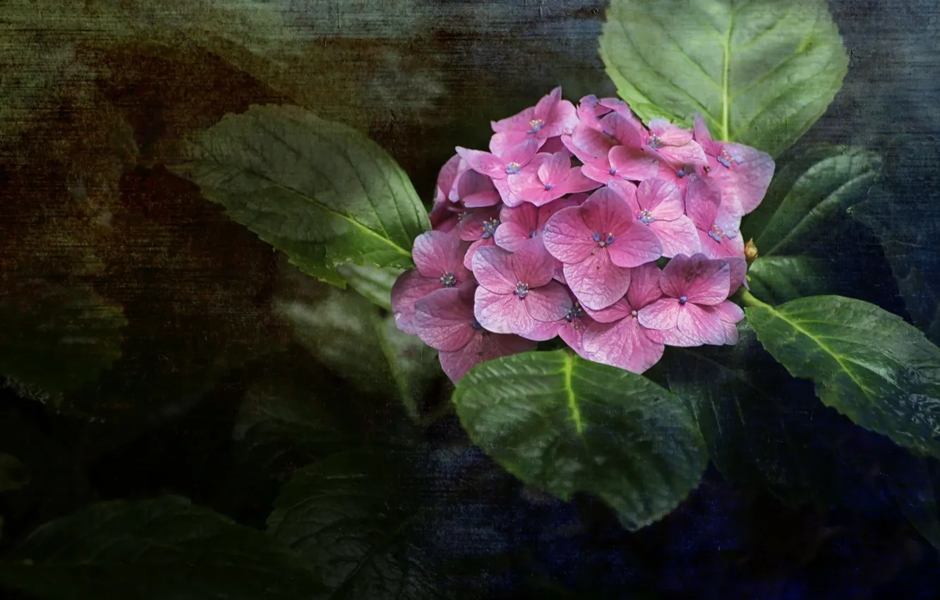 Photo wallpaper flowers, nature, background