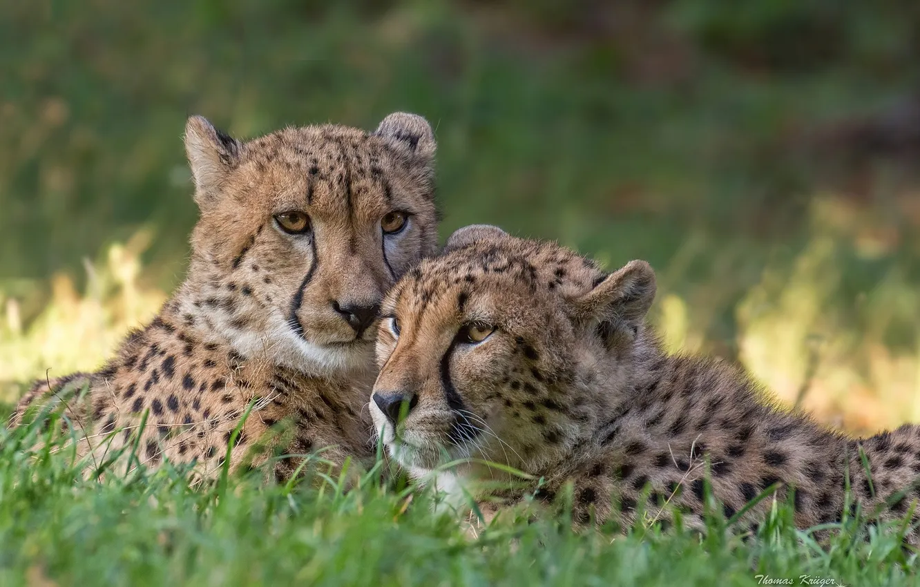 Photo wallpaper predator, Cheetah, a couple