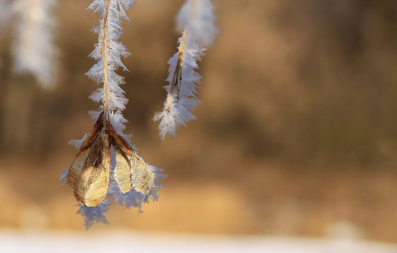Photo wallpaper frost, macro, nature