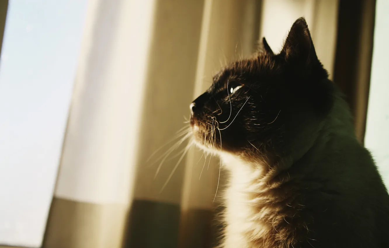 Photo wallpaper cat, cat, mustache, wool