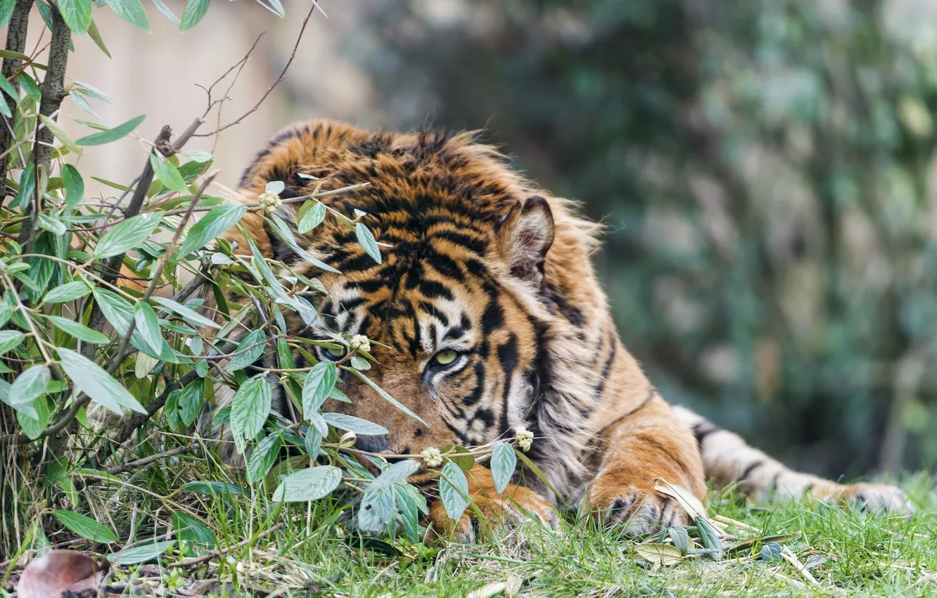 Photo wallpaper cat, nature, tiger