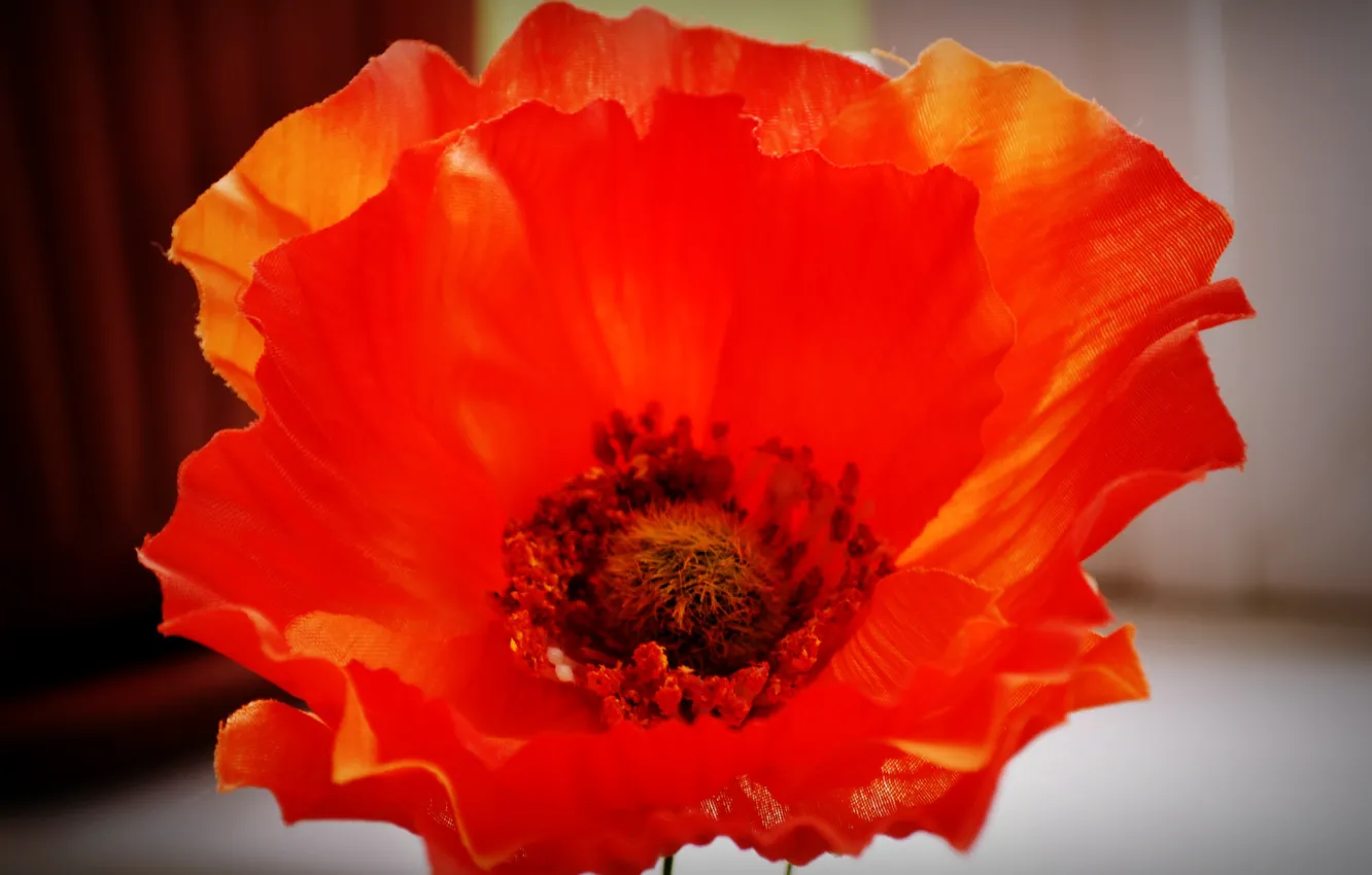 Wallpaper flowers, Mac, petals, red for mobile and desktop, section