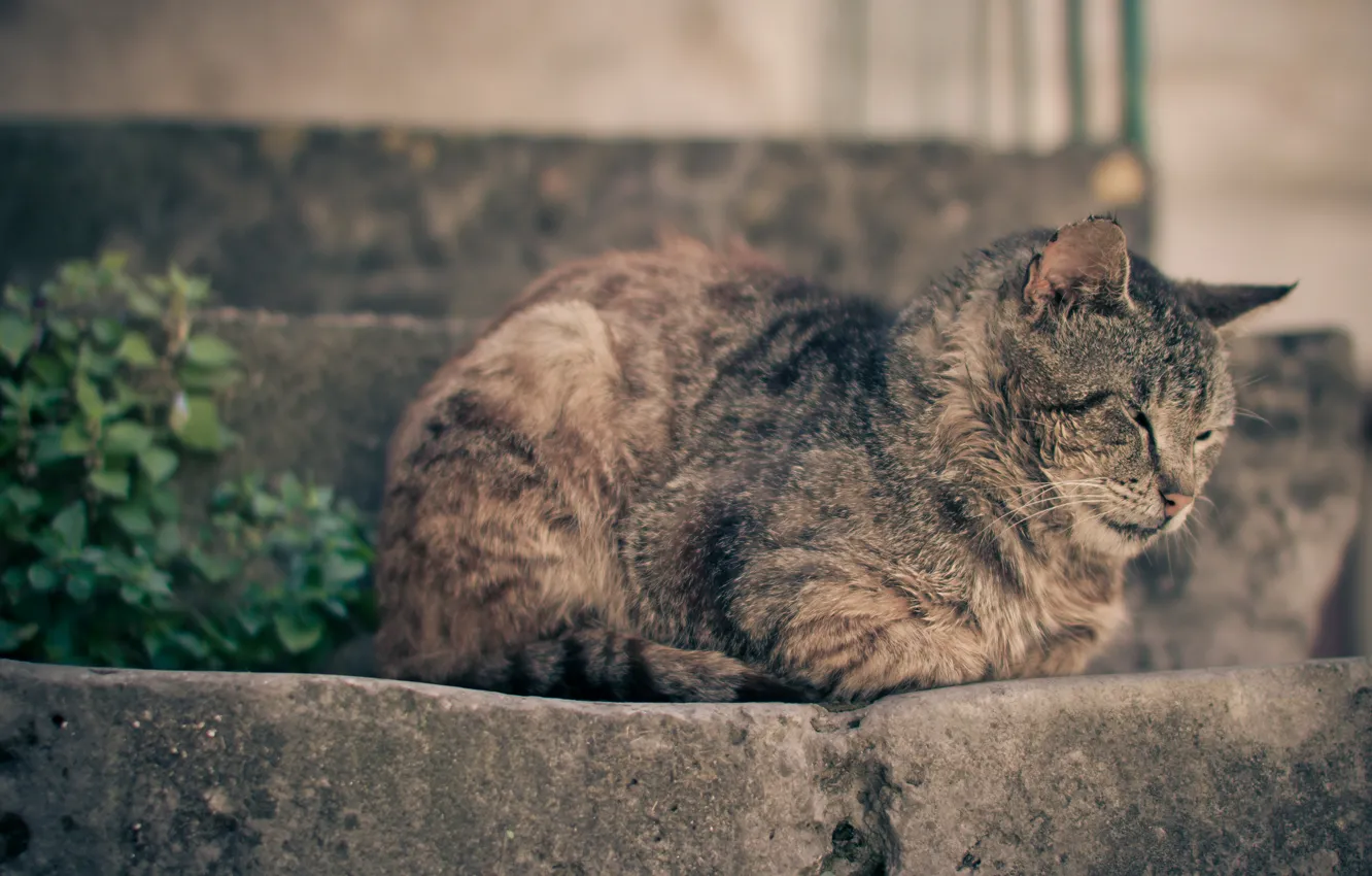 Photo wallpaper cat, cat, sleeping, steps, resting, sleep